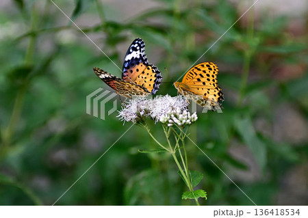 革堂（行願寺）藤袴とツマグロヒョウモン（求愛行動） 136418534