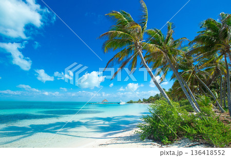 beach and tropical sea beach and tropical sea 136418552