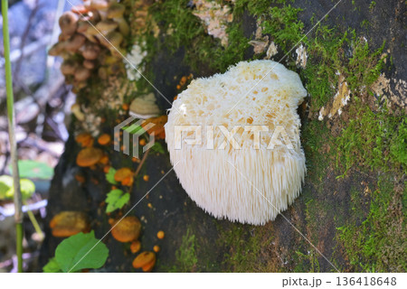 ヤマブシタケ 136418648