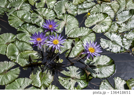 Colorful aquatic plants in bright sunlight. Vivid aquatic garden showcasing blooming purple lilies among shining green leaves under sunny skies Colorful aquatic plants in bright sunlight. Vivid aquatic garden showcasing blooming purple lilies among shining green leaves under sunny skies 136418651