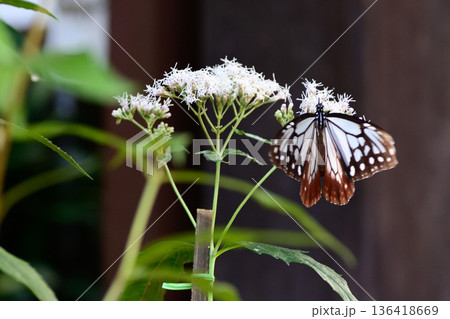 革堂（行願寺）藤袴とアサギマダラ 136418669