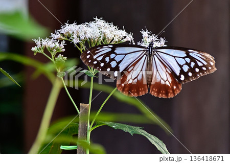 革堂（行願寺）藤袴とアサギマダラ 136418671