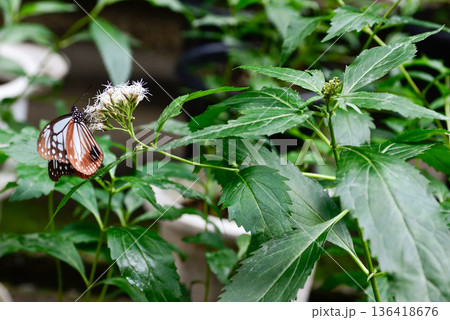 革堂(行願寺)藤袴とアサギマダラ 革堂(行願寺)藤袴とアサギマダラ 136418676