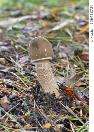カラカサタケ 136418726