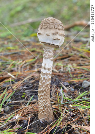 カラカサタケ 136418727