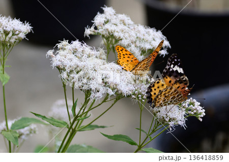 革堂（行願寺）藤袴とツマグロヒョウモン（求愛行動） 136418859