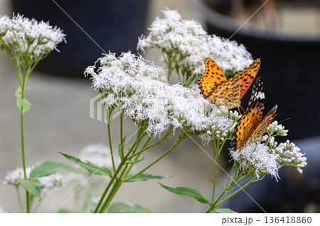 革堂（行願寺）藤袴とツマグロヒョウモン（求愛行動） 136418860