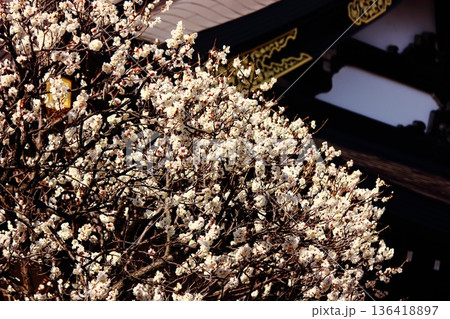 2月上旬に満開になった境内の白梅と福蔵院の本堂（5） 136418897