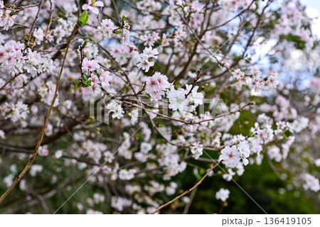 京都御苑　啓翁桜 136419105
