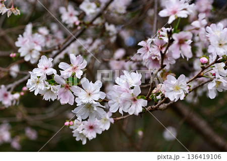 京都御苑　啓翁桜 136419106