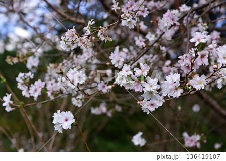 京都御苑 啓翁桜 京都御苑 啓翁桜 136419107