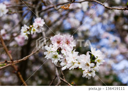 京都御苑　啓翁桜 136419111