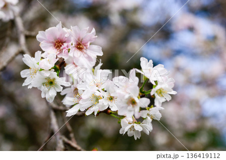 京都御苑 啓翁桜 京都御苑 啓翁桜 136419112