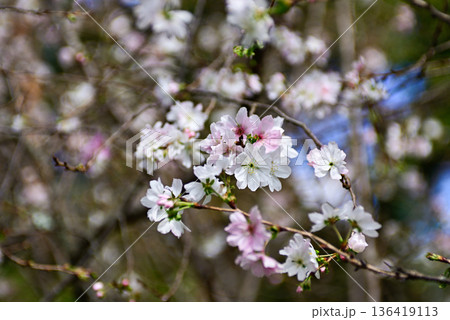 京都御苑 啓翁桜 京都御苑 啓翁桜 136419113