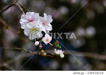 京都御苑　啓翁桜 136419114