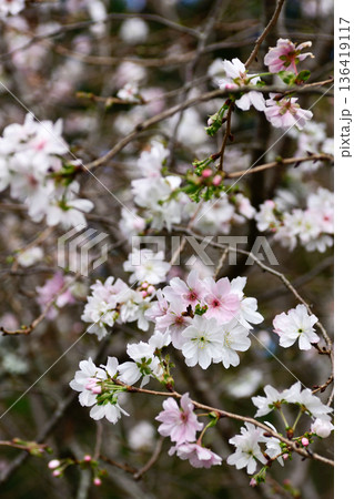京都御苑 啓翁桜 京都御苑 啓翁桜 136419117