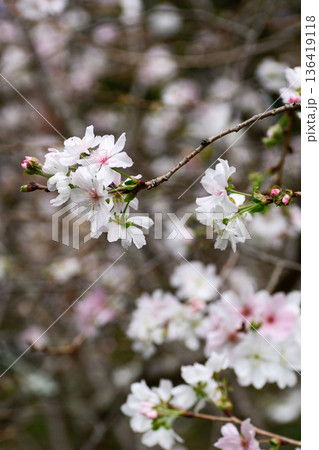 京都御苑　啓翁桜 136419118