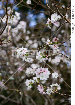 京都御苑 啓翁桜 京都御苑 啓翁桜 136419120