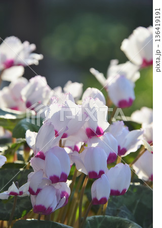 シクラメン シクラメン 136419191