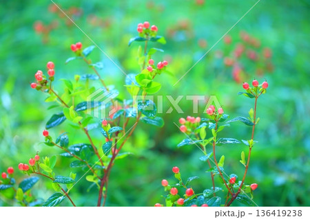 朝露に輝くヒペリカムの赤い実と花 朝露に輝くヒペリカムの赤い実と花 136419238