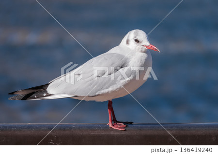 【隅田川とゆりかもめ】 136419240