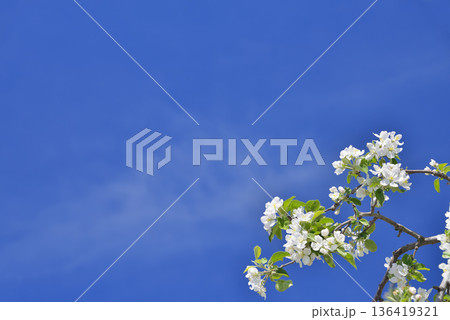 リンゴの花 136419321