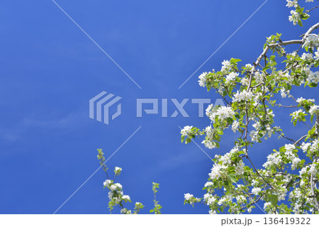 リンゴの花 リンゴの花 136419322