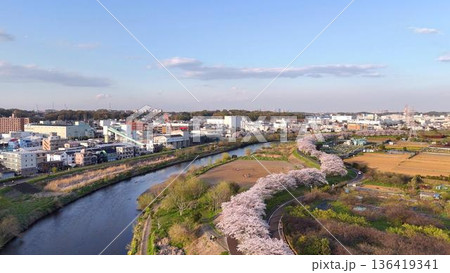 夕陽に染まる桜並木│日本の春の原風景と近代的な街並み│ノスタルジックな空撮 夕陽に染まる桜並木│日本の春の原風景と近代的な街並み│ノスタルジックな空撮 136419341