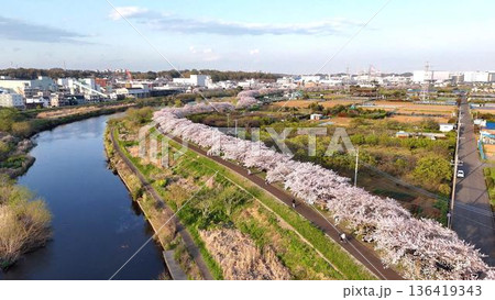 横浜の桜の名所│鶴見川の鴨居付近に続く満開の桜並木│春のドローン空撮 横浜の桜の名所│鶴見川の鴨居付近に続く満開の桜並木│春のドローン空撮 136419343