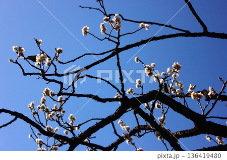 2月上旬に快晴の青空をバックに開花した福蔵院の白梅（2） 136419480
