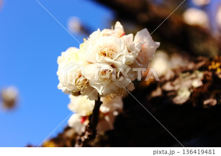 2月上旬に快晴の青空をバックに開花した福蔵院の白梅（3） 136419481