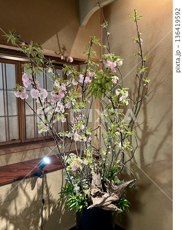 和室に飾られた桜の活け込みと流木 壁に映る影が幻想的な和モダン背景 和室に飾られた桜の活け込みと流木 壁に映る影が幻想的な和モダン背景 136419592