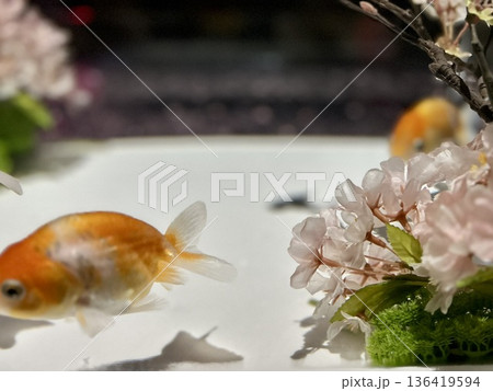 春を泳ぐ金魚と桜のフレーム 清潔感のある白背景の和モダンなイメージ 春を泳ぐ金魚と桜のフレーム 清潔感のある白背景の和モダンなイメージ 136419594