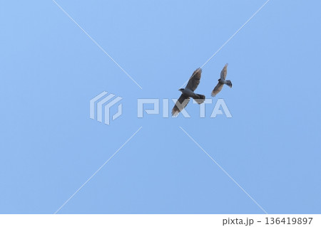 生き物　野鳥　オオタカとハイタカ、バトルです。小さいハイタカの方が優勢のようです 136419897