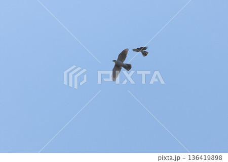 生き物　野鳥　オオタカとハイタカ、大きさがずいぶん違いますが尾の形も微妙に違うようです 136419898