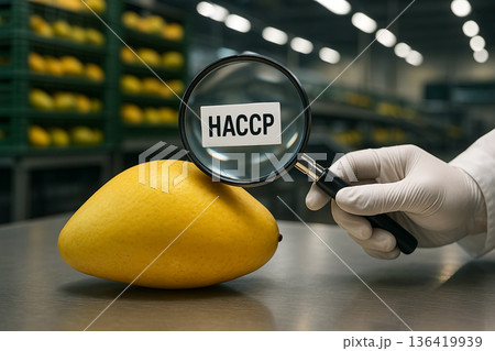 Mango inspection on industrial line using magnifying glass with HACCP label highlighting food safety and Hazard Analysis and Critical Control Points system Mango inspection on industrial line using magnifying glass with HACCP label highlighting food safety and Hazard Analysis and Critical Control Points system 136419939