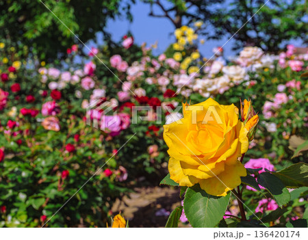 薔薇園にピンク色の薔薇の花が咲いています 136420174