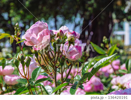 薔薇園にピンク色の薔薇の花が咲いています 薔薇園にピンク色の薔薇の花が咲いています 136420191