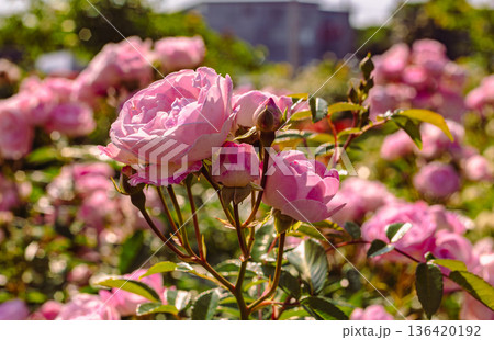 薔薇園にピンク色のバラの花が咲いています 136420192