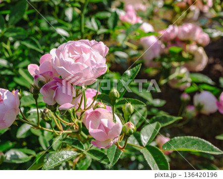 薔薇園にピンク色の薔薇の花が咲いています 薔薇園にピンク色の薔薇の花が咲いています 136420196