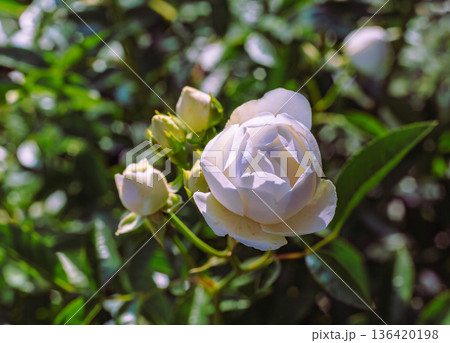 薔薇園にピンク色の薔薇の花が咲いています 薔薇園にピンク色の薔薇の花が咲いています 136420198
