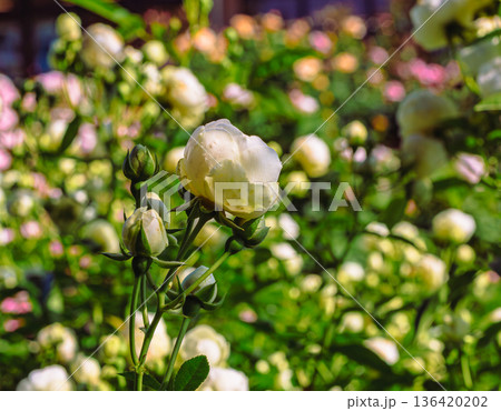 薔薇園にピンク色の薔薇の花が咲いています 薔薇園にピンク色の薔薇の花が咲いています 136420202