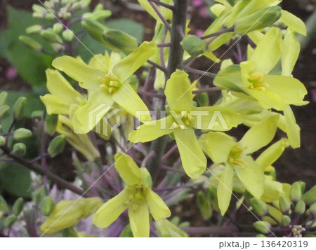 黄色い葉牡丹の花 黄色い葉牡丹の花 136420319