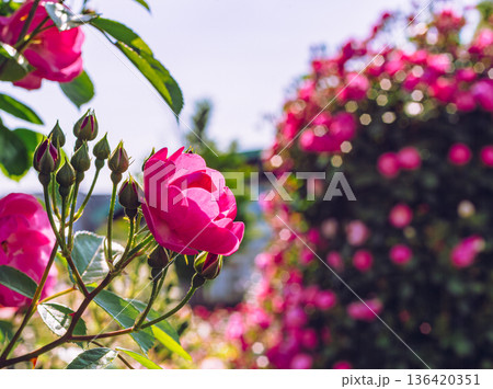 赤い薔薇の花 赤い薔薇の花 136420351