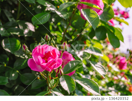 赤い薔薇の花 赤い薔薇の花 136420352