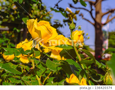 黄色いバラ 136420374