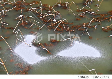 池の水面の枯れた蓮の茎と白い氷の造形美 池の水面の枯れた蓮の茎と白い氷の造形美 136420425