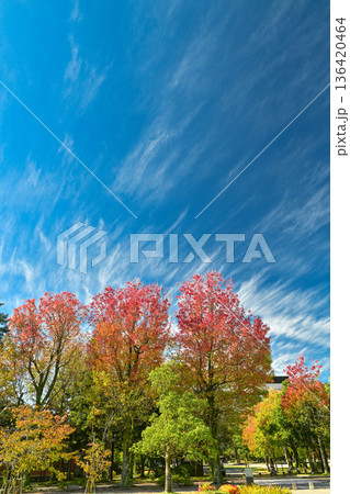 アメリカ楓通りの紅葉 136420464