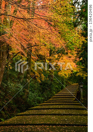 晩秋の白山比咩神社の紅葉 晩秋の白山比咩神社の紅葉 136420496