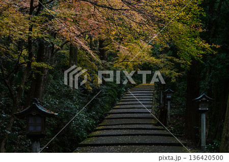 晩秋の白山比咩神社の紅葉 136420500